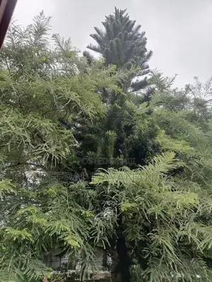 Araucaria Plant Christmas Tree