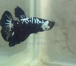 Betta Fish