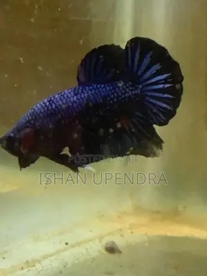 Betta Fish