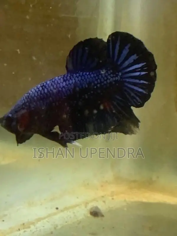 Betta Fish