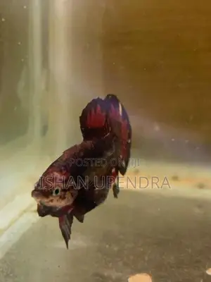 Betta Fish