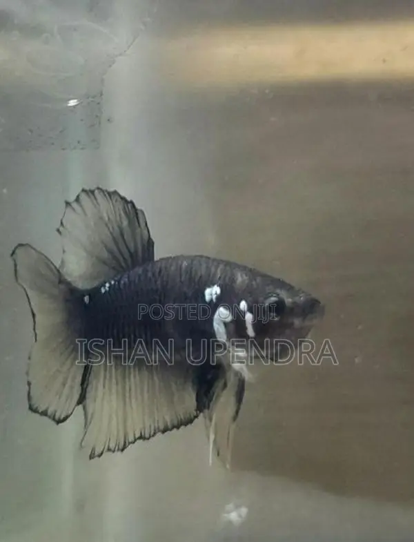 Betta Fish