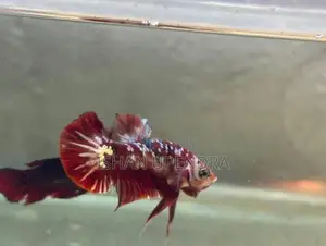 Betta Fish