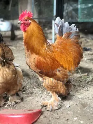 Brahmas