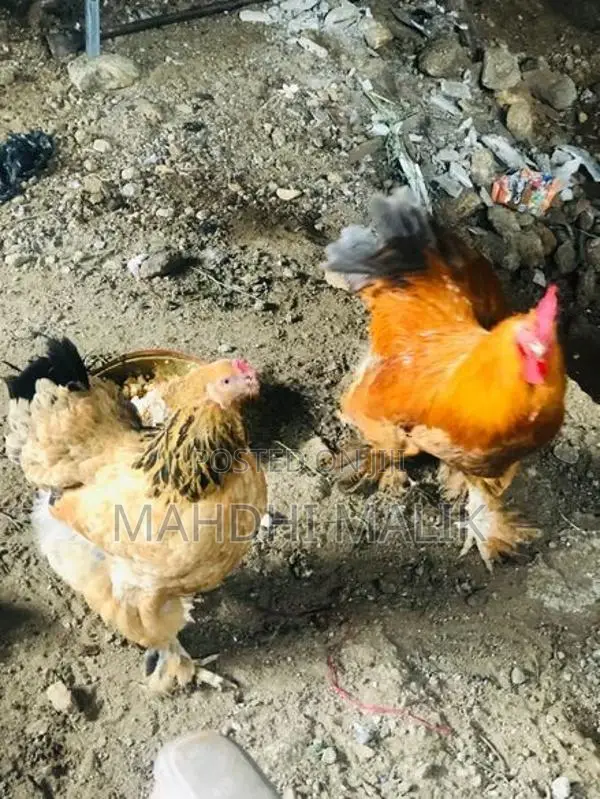 Brahmas