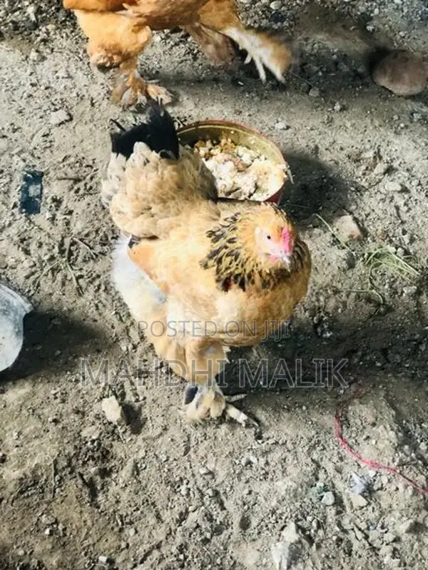Brahmas