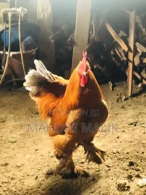 Brahmas