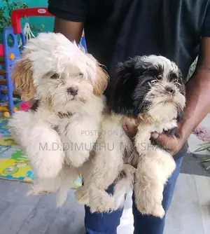 Shih Tzu Puppies