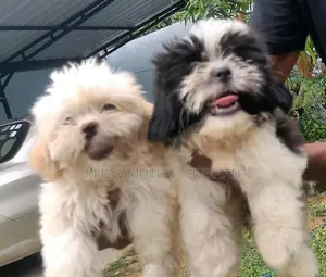 Shih Tzu Puppies