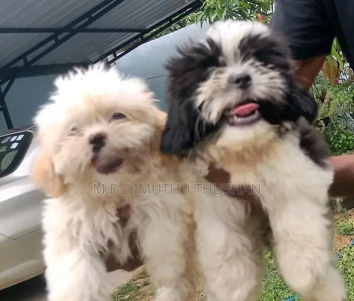 Shih Tzu Puppies