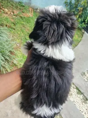 Shih Tzu Puppies
