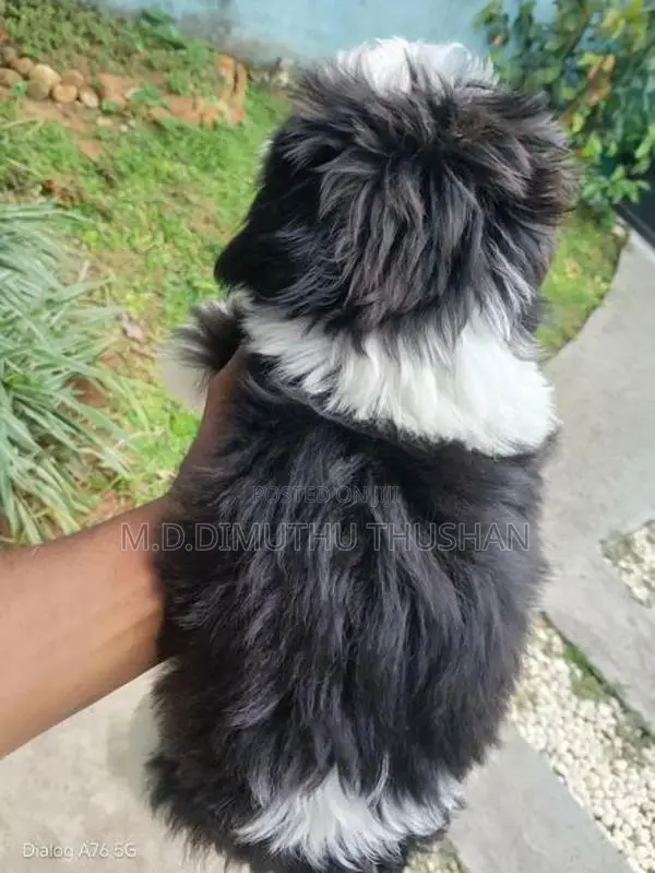 Shih Tzu Puppies
