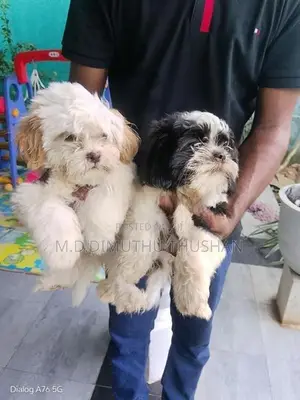 Shih Tzu Puppies