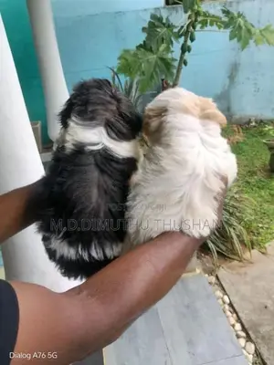 Shih Tzu Puppies