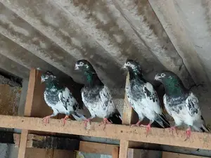 Teddy Pigeon
