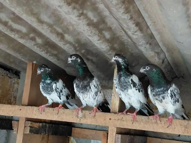 Teddy Pigeon