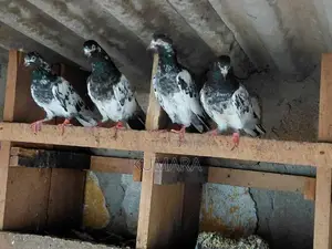 Teddy Pigeon