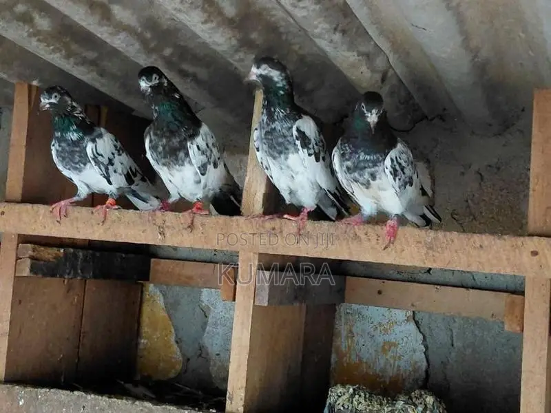 Teddy Pigeon