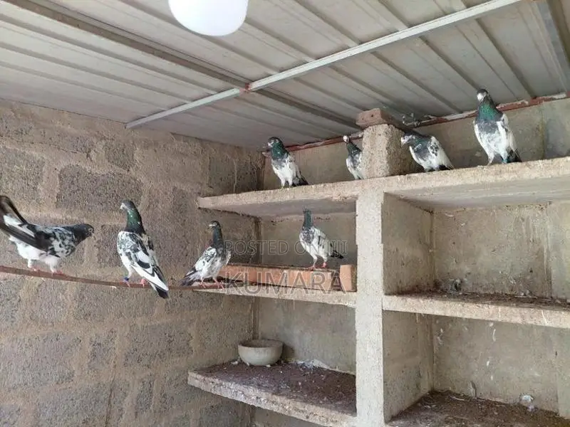 Teddy Pigeon