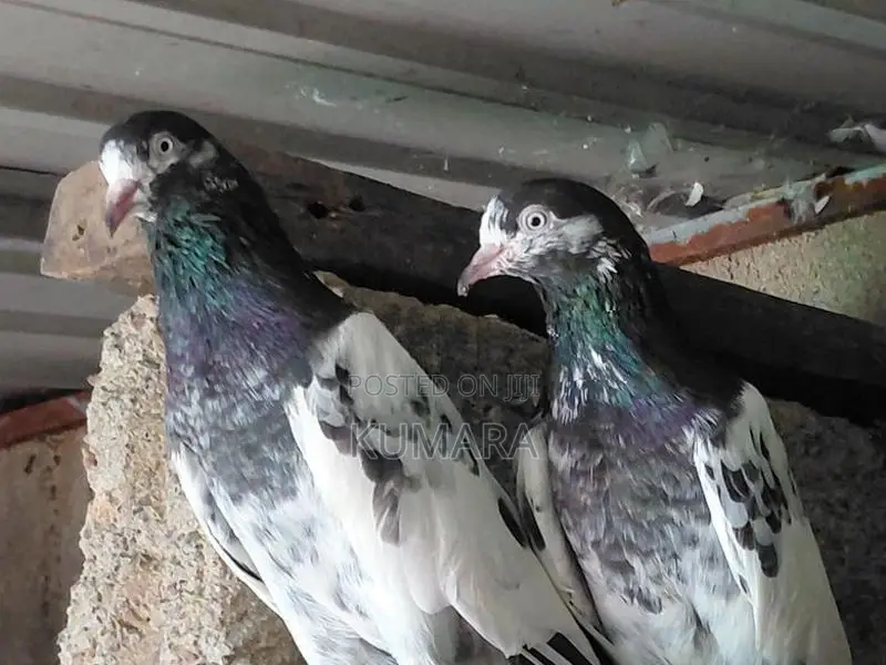 Teddy Pigeon