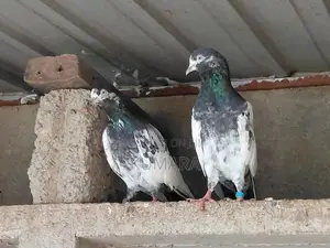 Teddy Pigeon