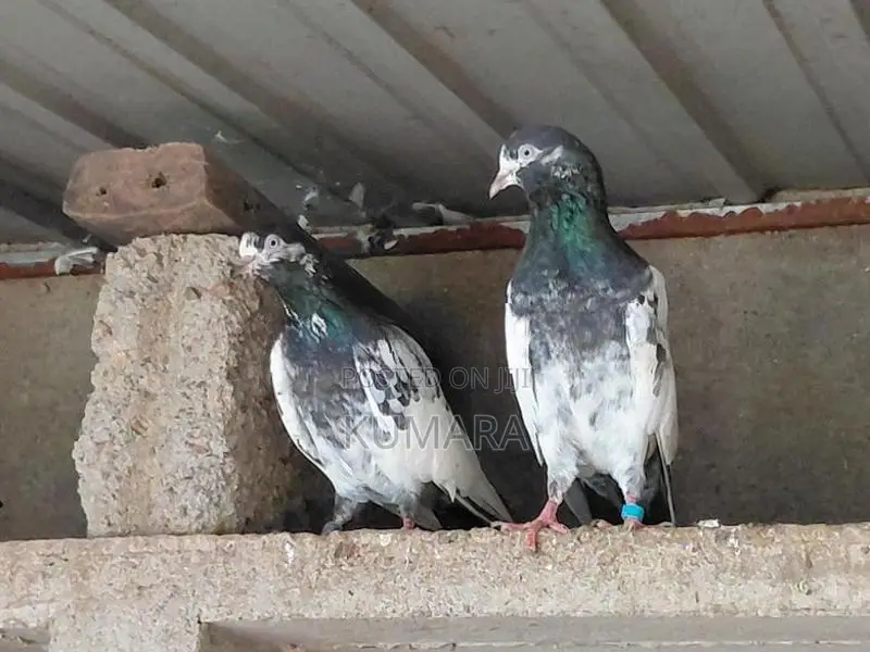 Teddy Pigeon