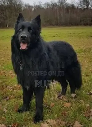 German Shepherd Puppies