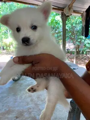 Lion Pomeranian