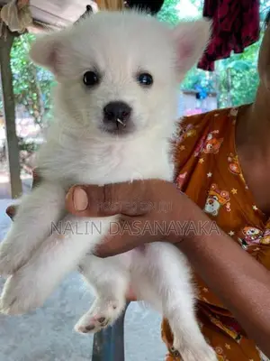 Lion Pomeranian