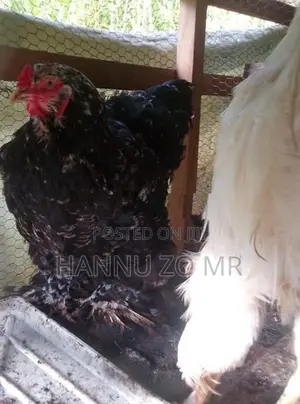 Breed Brahma