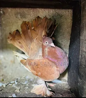 Pigeon