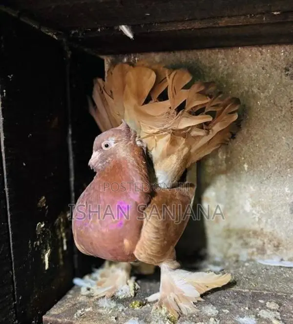Pigeon