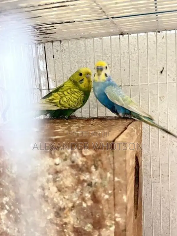 Love Birds