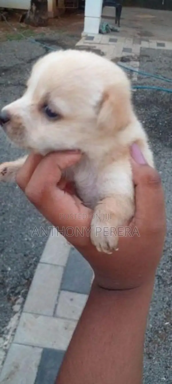 Labrador Cross Puppy