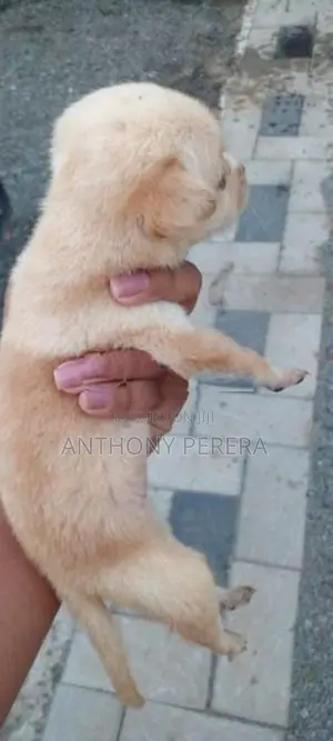 Labrador Cross Puppy