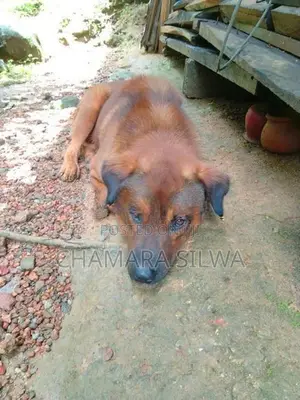 (Mixed-Breed Dog