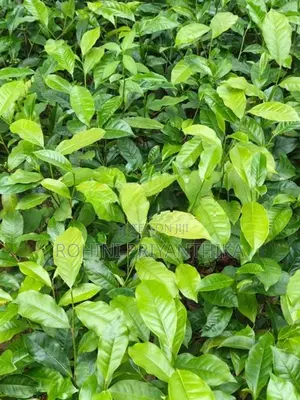 Tea Plants තේ පැළ විකිණීමට