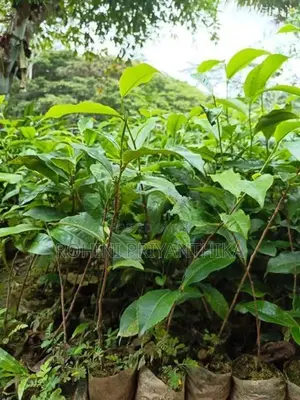 Tea Plants තේ පැළ විකිණීමට