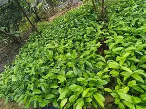 Tea Plants තේ පැළ විකිණීමට