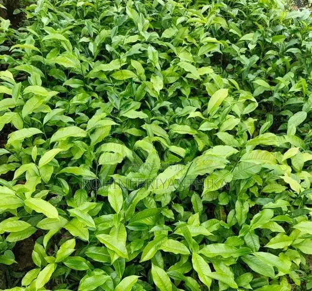 Tea Plants තේ පැළ විකිණීමට