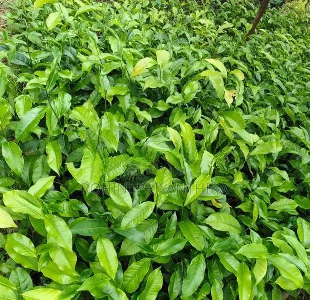 Tea Plants තේ පැළ විකිණීමට