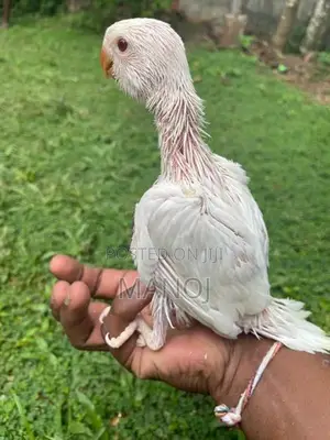 Ring Neck Blue Leswin