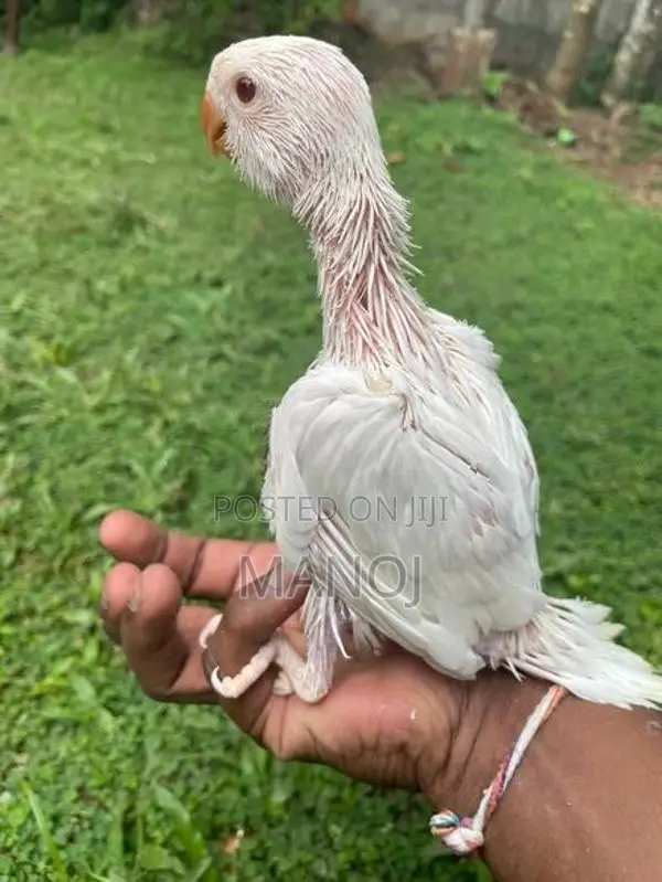 Ring Neck Blue Leswin