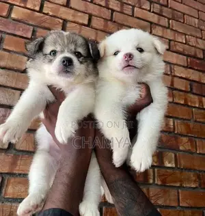 Pomeranian Puppies