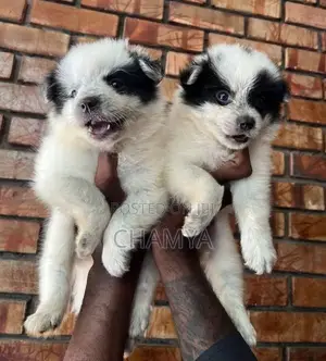 Pomeranian Puppies