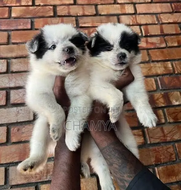 Pomeranian Puppies