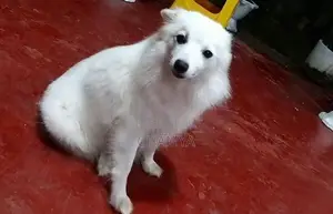 Pomeranian Puppies