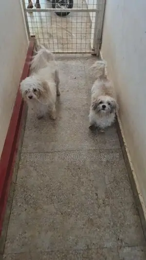 2.5 Years Old Zitsu Puppies Looking For Caring Family