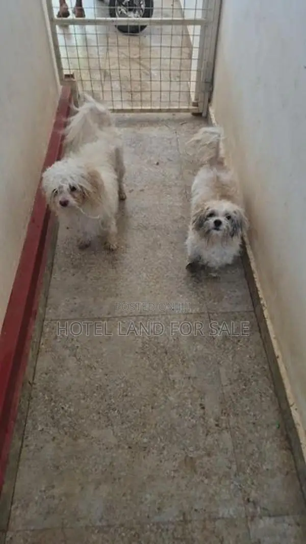 2.5 Years Old Zitsu Puppies Looking For Caring Family