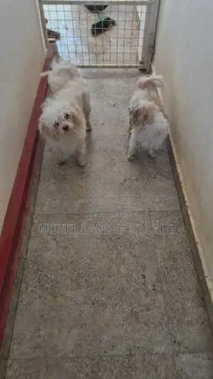 2.5 Years Old Zitsu Puppies Looking For Caring Family